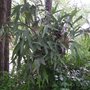 Staghorn_fern