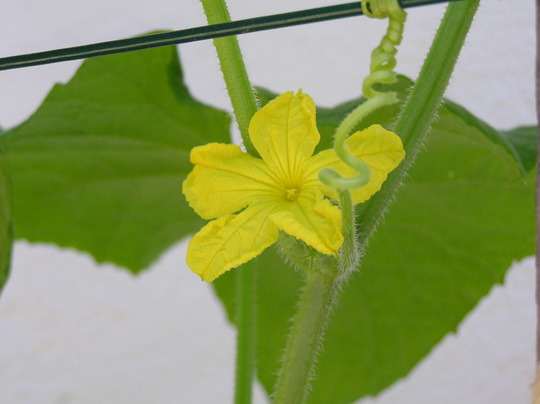 Cucumber