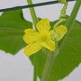 Cucumber_flower2
