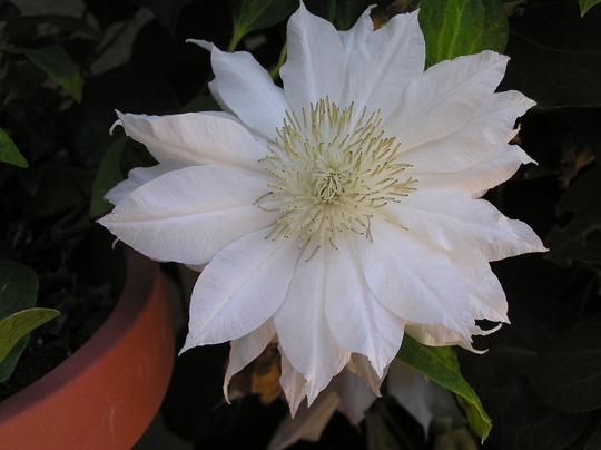 Clematis