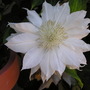 White_clematis