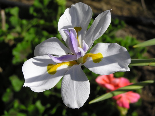 Butterfly / African Iris (Dietes iridioides - (Iridaceae))