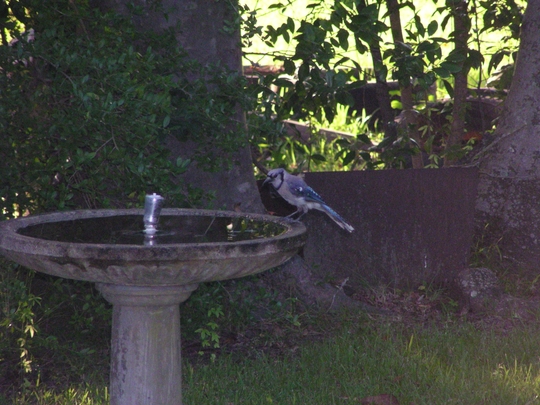 BlueJay.jpg