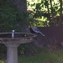 Bluejay