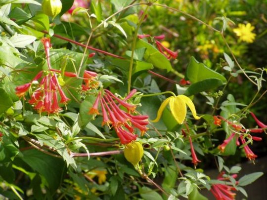 Honysuckle (Loncera Brownii)
