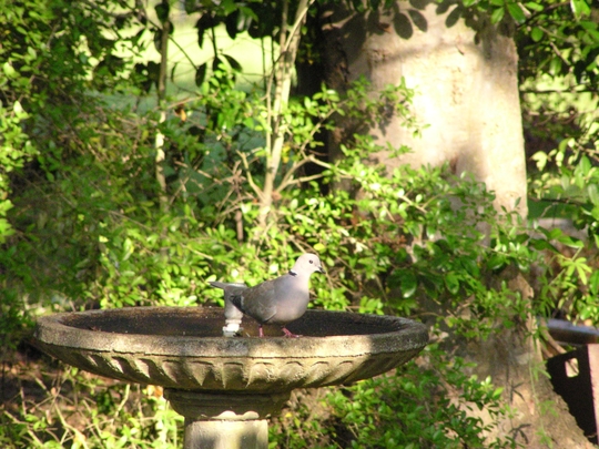 Dove_in_Birdbath.jpg