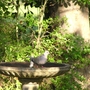 Dove_in_birdbath