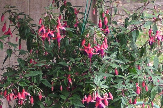 Fuschia.jpg