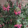 Fuschia