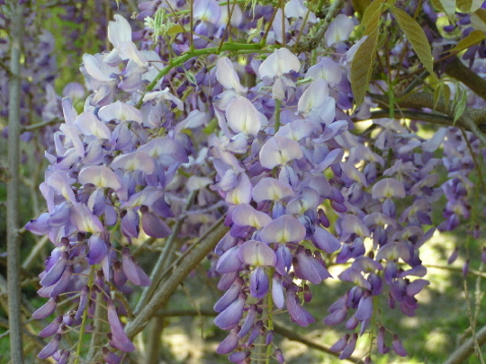 wisteria