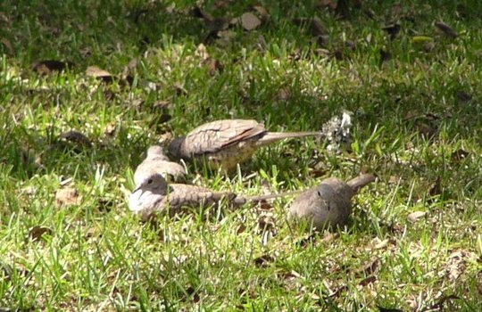 Spanish_Doves.jpg