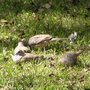 Spanish_doves
