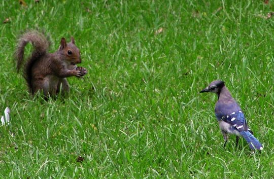 squirrel and bluejay