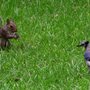 Squirrel_and_bluejay