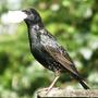 Copy_of_garden_054