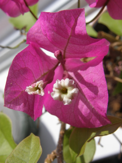whats this called? (Bougainvillea glabra.)