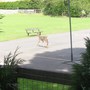 Fawn3