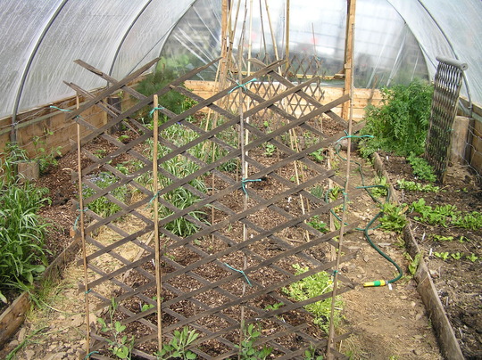 Polytunnel May 2008