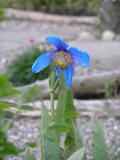 Our first Meconopsis flower (Meconopsis (Himalayan blue poppy))