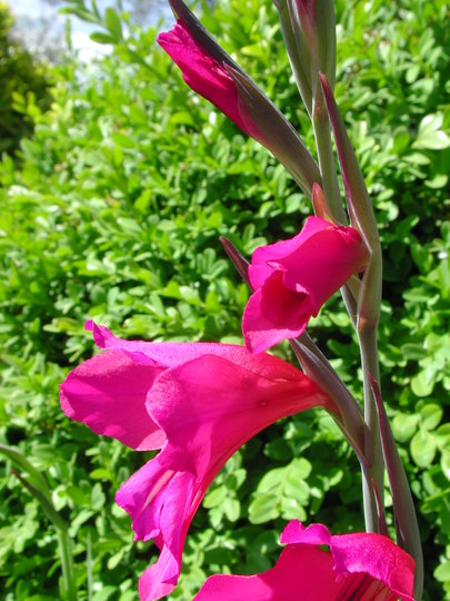 Byzantine Gladiolus (Gladiolus communis subs. byzantinus)