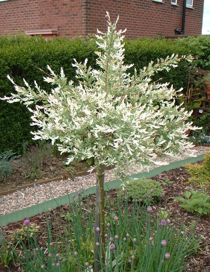 Standard Willow (Salix Integra 'Hakuro-nishiki')