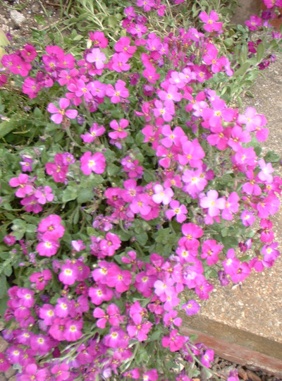 Aubrieta