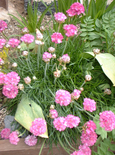 Sea Thrift (Armeria maritima (Armerie vulgaire))