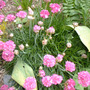 Pictures_to_sort_005