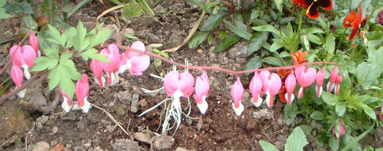 Bleeding Heart