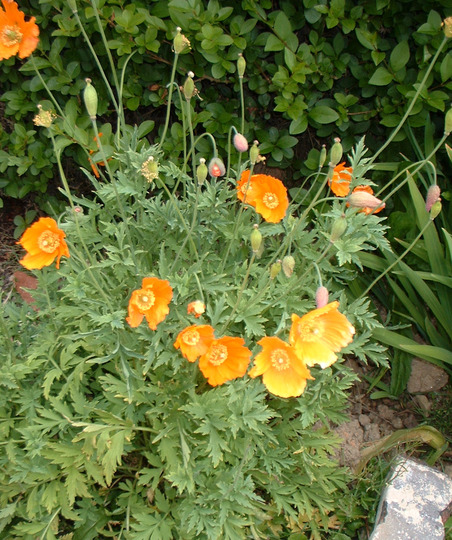 Welsh Poppy Meconopsis cambrica  (Meconopsis Cambrica)