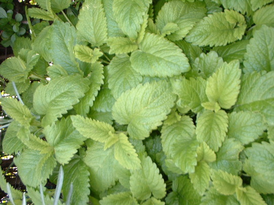 Lemon Balm