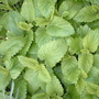 Lemonbalm