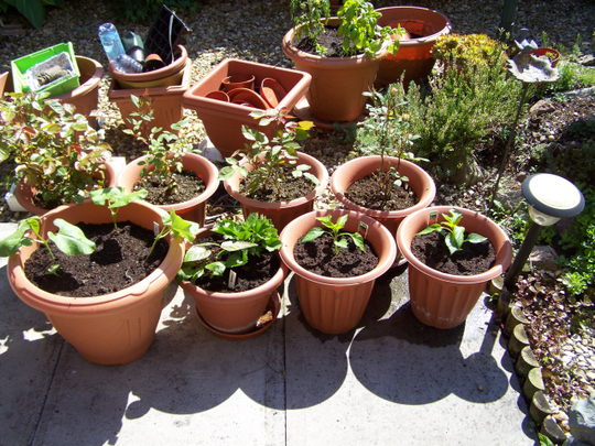Pots1.jpg