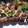 Pots1