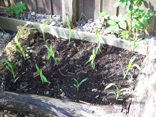 Sweetcorn.jpg