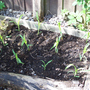 Sweetcorn