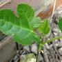 Copy_of_garden_076