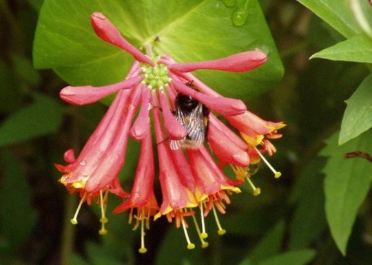 another bee