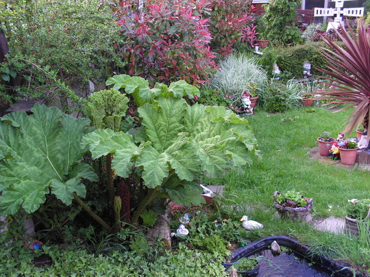 my Gunnera is getting bigger and bigger