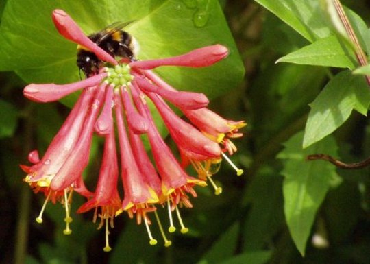 last bee photo (promise)
