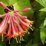Bee2