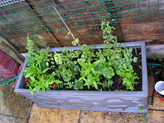 TROUGH OF MIXED PLANTS