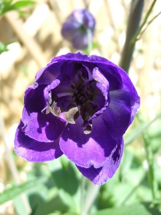 Delphinium 'Black Knight' (Delphinium 'Black Knight')