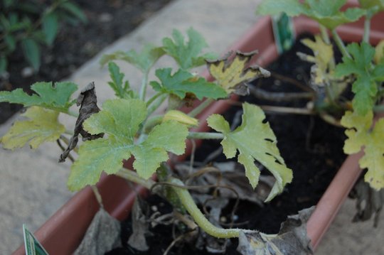 Courgette remnants
