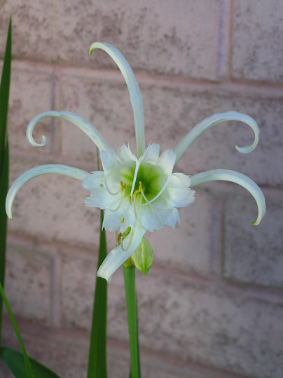 Spider lily or Peruvian daffodil