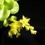 Flowerpics_003