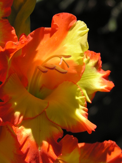 Gladiola