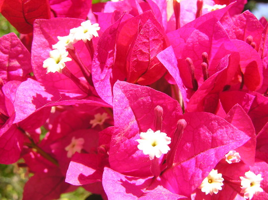 Bougainvillea