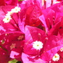 P6210032a