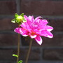 P6210043
